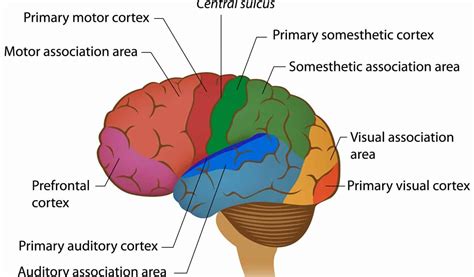 celebroul|Cerebral Definition & Meaning .